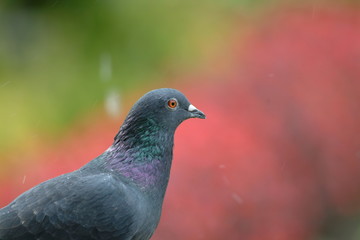 pigeon gris 2