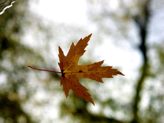 maple leaf