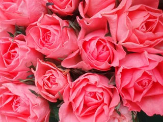 Store enrouleur occultant Macro bouquet de roses roses