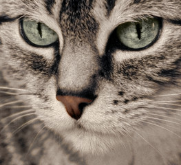Fototapeta premium chat aux yeux verts