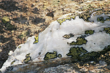 Fototapeta na wymiar lichen et roche