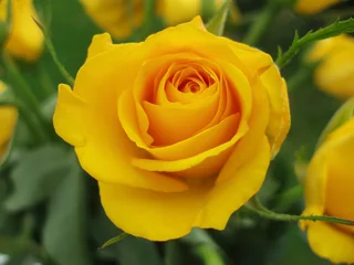 Photo sur Aluminium Macro gros plan de rose jaune