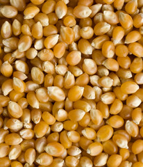 unpopped popcorn kernels