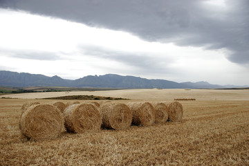 wheat harvest