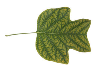 leaf