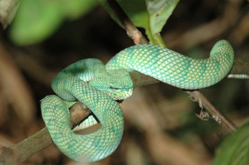 serpent de borneo