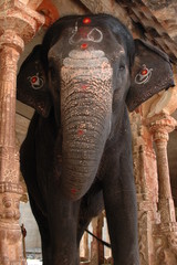 elephant indien