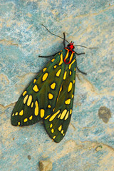 papillon