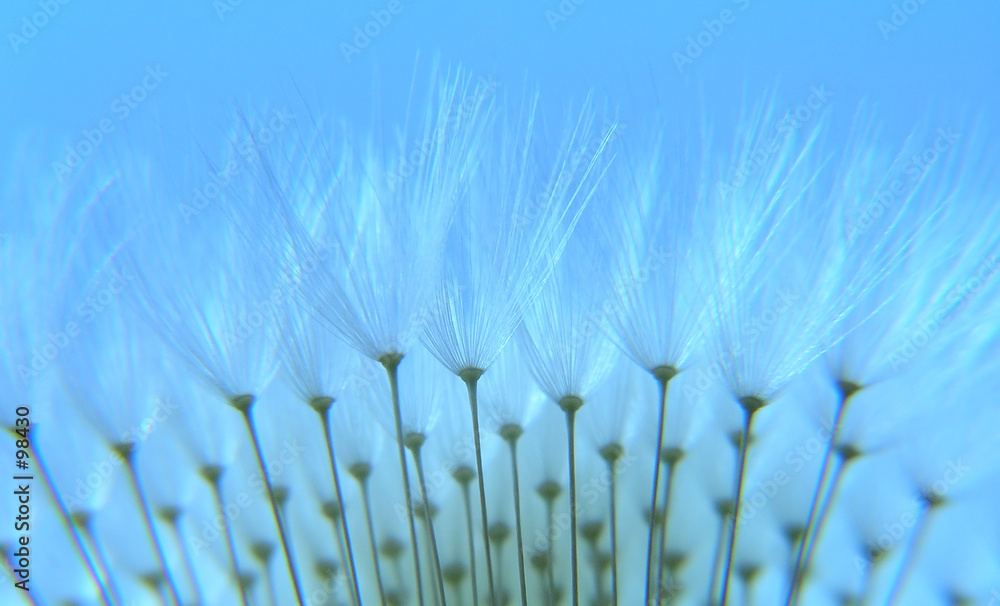 Canvas Prints dandelion seeds