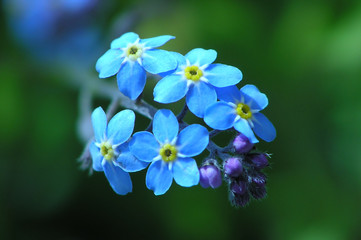 close-up of forget me not