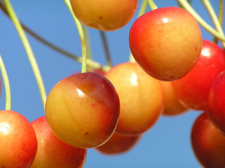 cherries – close-up