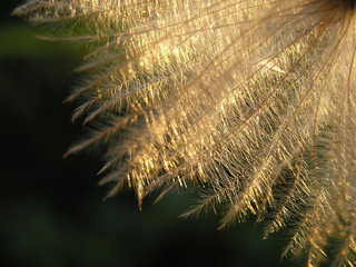 dandelion seed in twilight