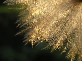 Photo sur Plexiglas Dent de lion et leau graine de pissenlit au crépuscule