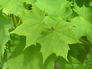 Naklejka na ściany i meble green maple leaves