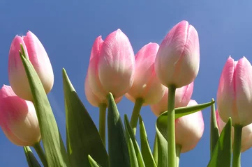 Cercles muraux Macro bouquet de tulipes roses