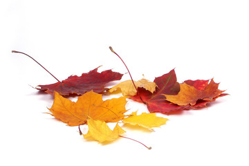 autumn leaves