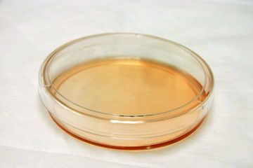 petri dish in lab