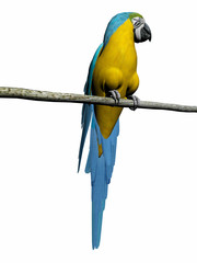 macaw, parrot over white.