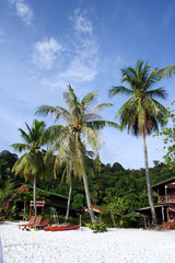 coconut tree at beach
