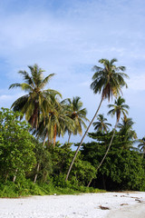 Fototapeta na wymiar coconut tree at beach