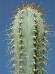 cactus cereus