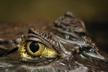 Crédence de cuisine en verre imprimé Crocodile oeil de caïman à lunettes