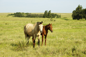 Naklejka na ściany i meble pair of horses in the pasture.