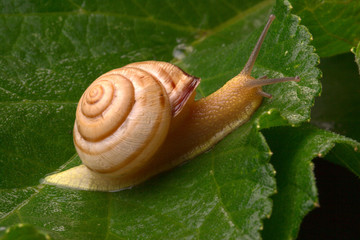 creeping snail on leaf 2