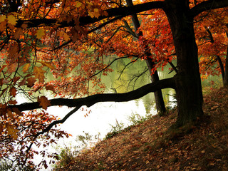 autumn forest