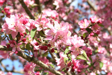 Fototapeta na wymiar blossoming crabapple in spring