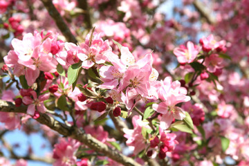 blossoming crabapple in spring