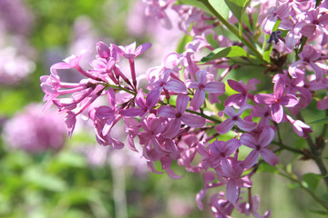 beautiful purple lilac blossoms