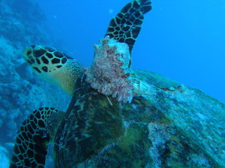 tortue verte seychelles