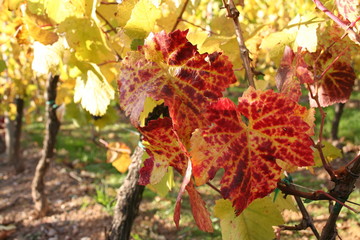 vigne en automne