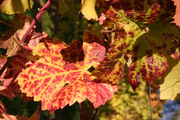 feuille de vigne rouge jaune