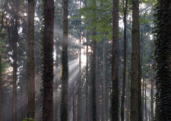 forêt et lumière