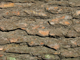 texture of tree cortex