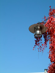 red autumn leaves and lamp on blue sky