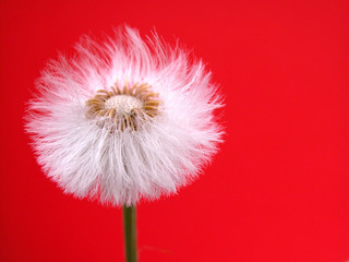 dandelion