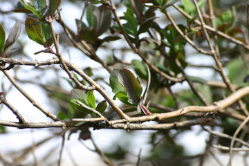 tree leaves in spring