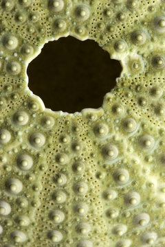 green sea urchin detail
