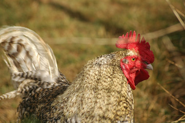coq