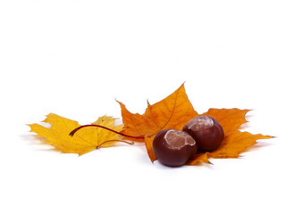 autumn leaves