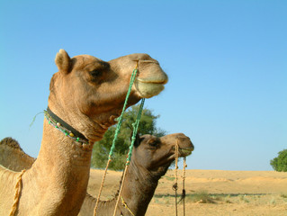 camel profiles