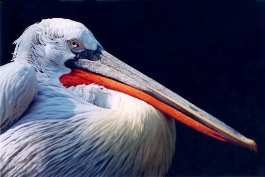 p&eacute;lican