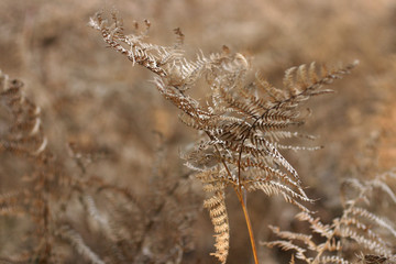 brown fern