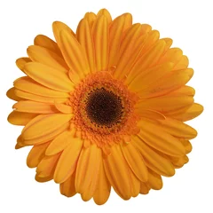 Zelfklevend Fotobehang fleur (gerbera) © iMAGINE