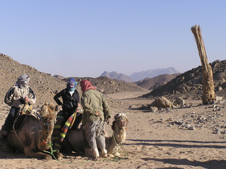 adults tourists on camels 2