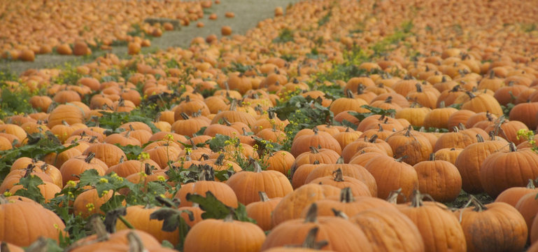 profusion of pumpkins