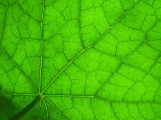 Obraz premium leaf of nasturtium 2